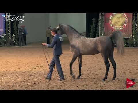 N.104 JR SAVALL - LAS VEGAS 2019 - Arabian World Cup Junior Stallions (Class 123).mp4