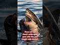 Shark vs Seal: A Stunning Moment of Nature's Predatory Power