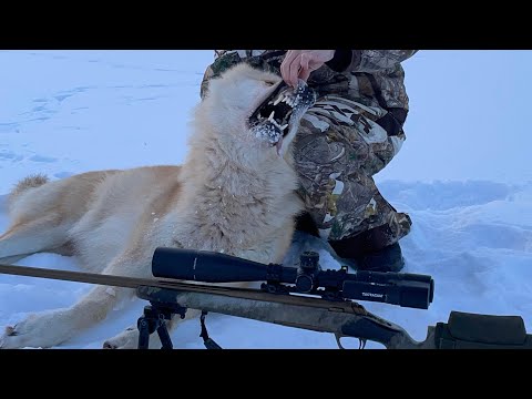 WOLF HUNTING HIGHLIGHTS