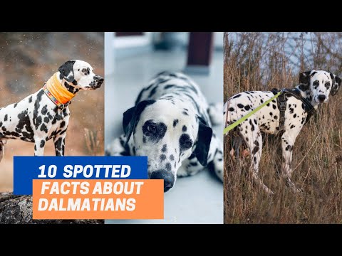 Top 10 Spotted  Facts About The Dalmatian