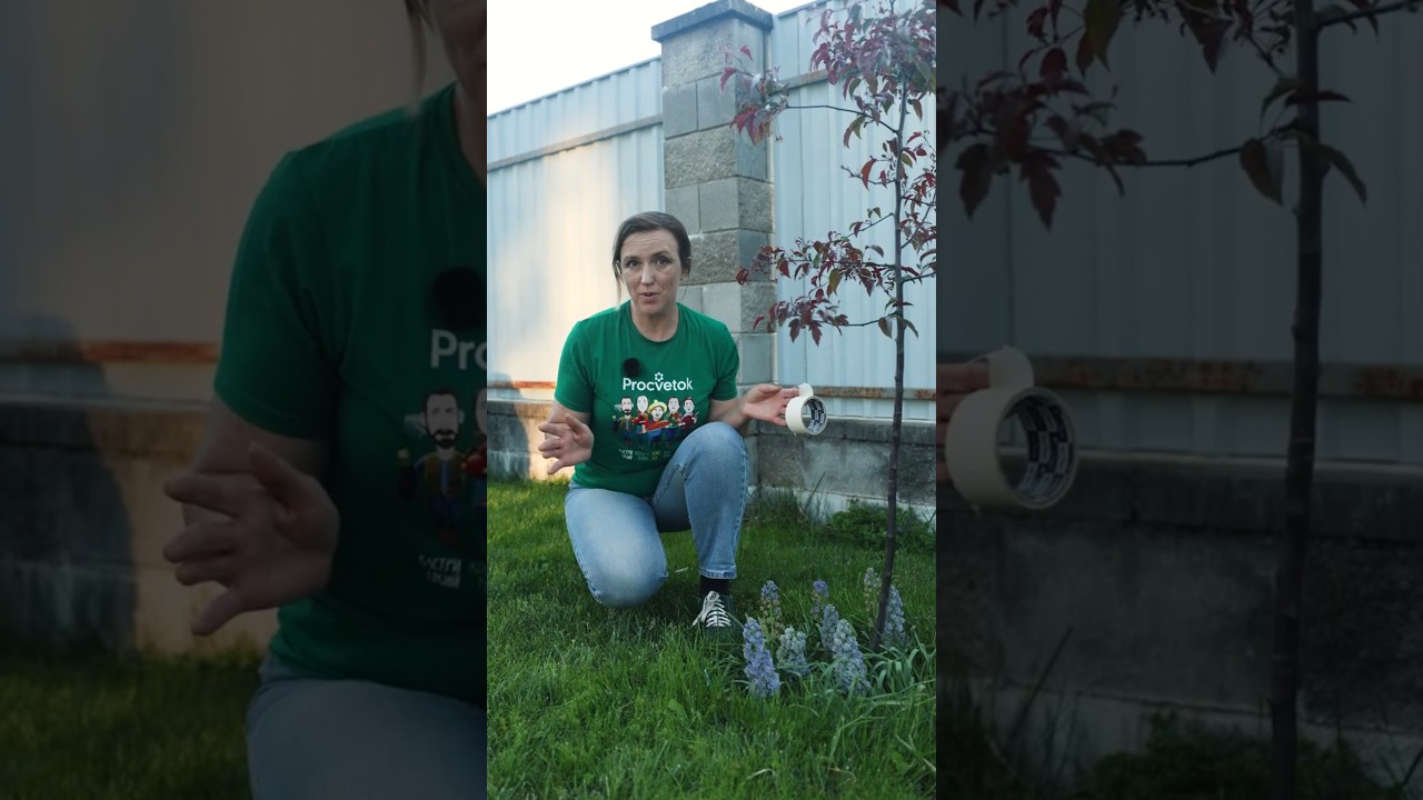 Опять муравьи на деревьях? Это простое средство их быстро отвадит, ещё и от тли поможет