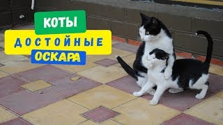 Коты достойные Оскара - кошки взломали наш мозг 50 раз (Смешные кошки - МатроскинТВ)