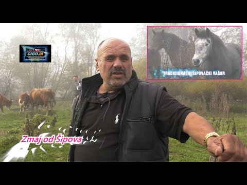 - ZMAJ NEDA DA POKLEKNE VAŠAR U ŠIPOVU