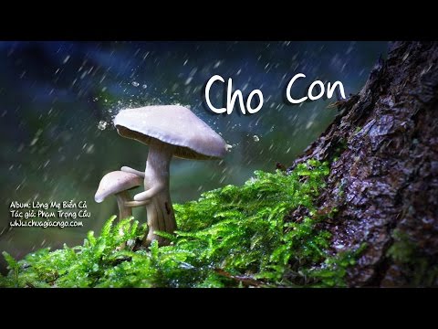 Cho con