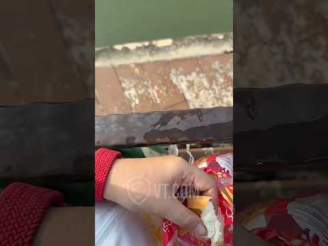 Fish SPITS On Man Over Piece Of Bread 😂🐟