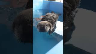 Rescued baby sea otter Joey in his "big boy tub"