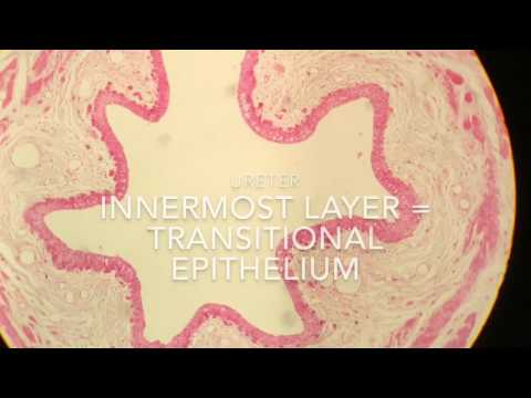 Histology of Urinary System