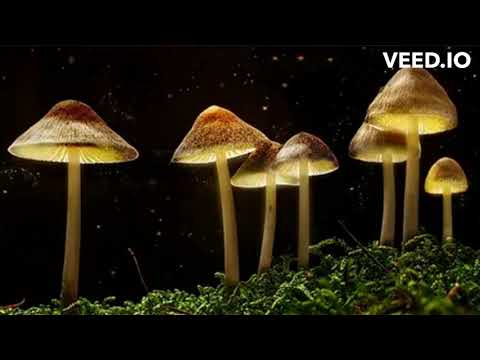 Lancetos - Grzyb Hop