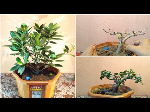 , title : 'How To Make A Ficus Bonsai'
