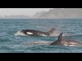 Vesterålen fishing adventure - Epic drone and underwater footage!