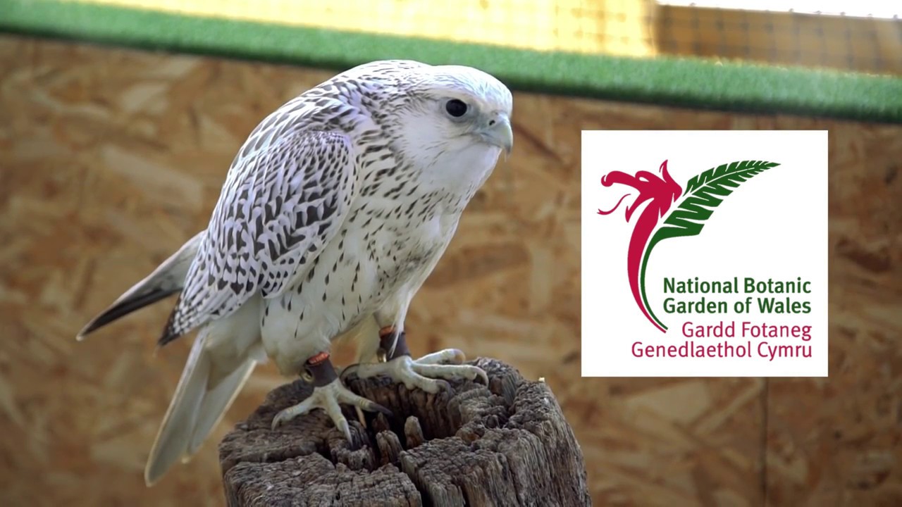 British Bird Of Prey Centre Wales  Flying Experiences Carmarthenshire