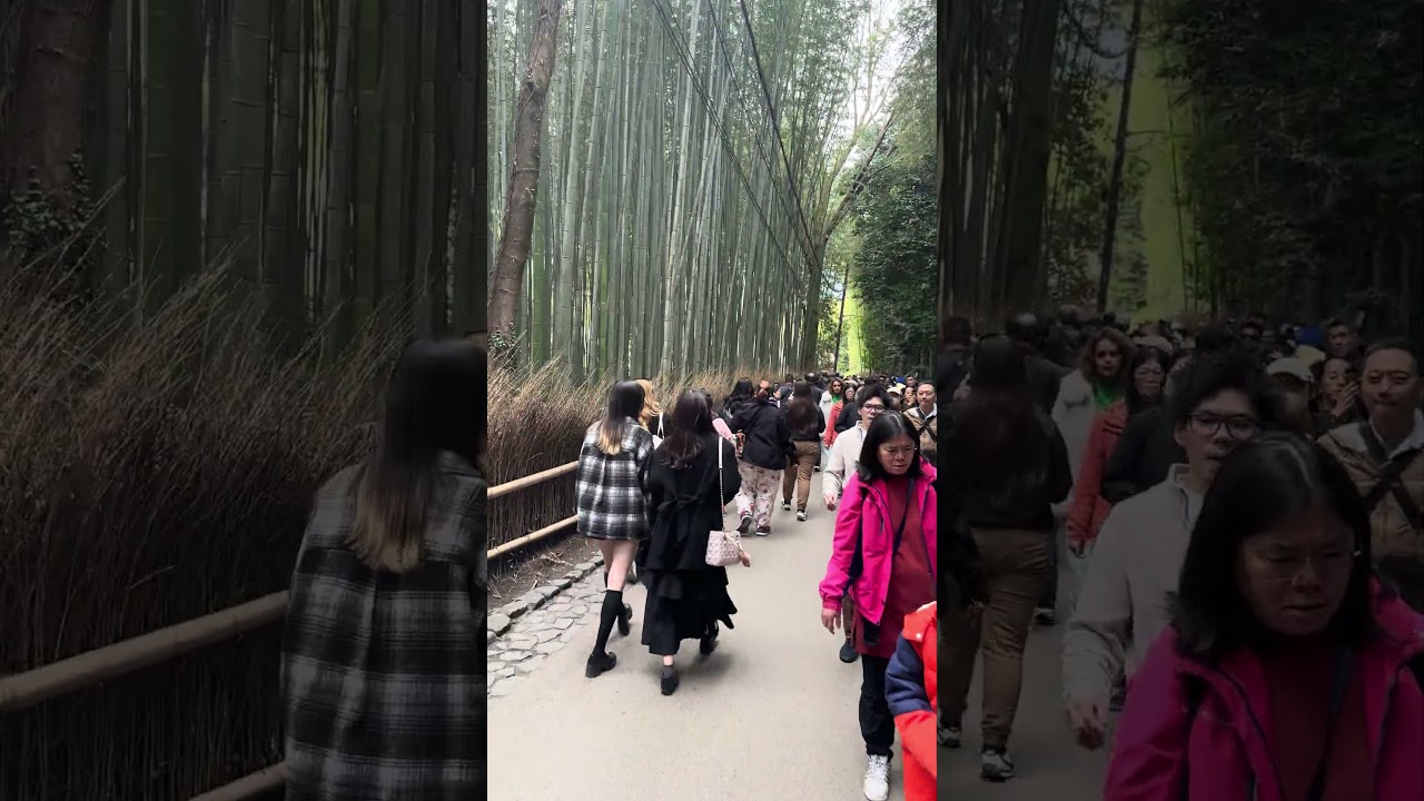 外国人観光客で大混雑する嵯峨野「嵐山竹林の小径」その1