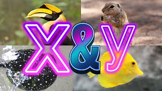 Animals And Birds Starting with X and Y || Amazing Animals Starting With X and Y