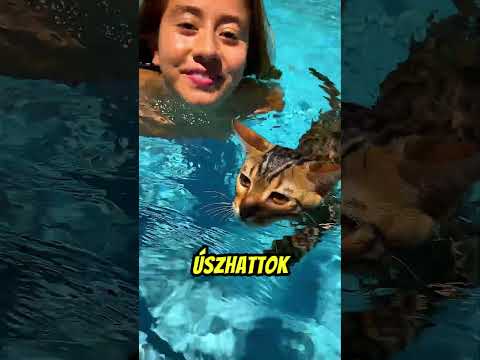 A cica paradicsom medence a legjobb #cat #pool