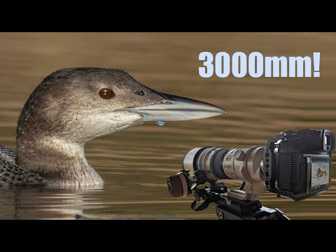 Great Northern Diver at 3000mm