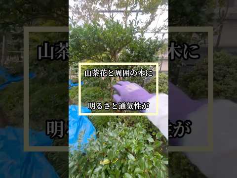 見事な花を咲かせるために、冬前に牡丹を剪定する必要がありますか?ビデオチュートリアル  庭園