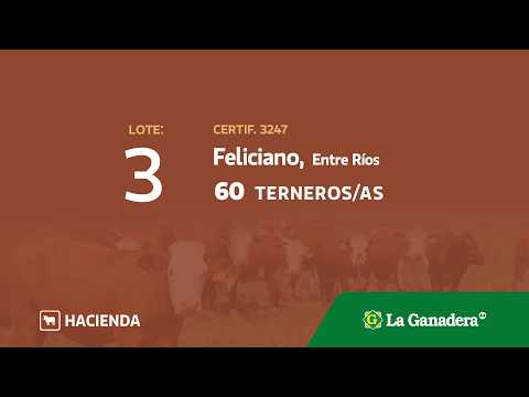 Lote Terneros/Terneras Feliciano