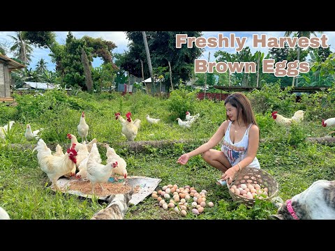 Collecting 5 trays Rhode island White&Red Brown Eggs!