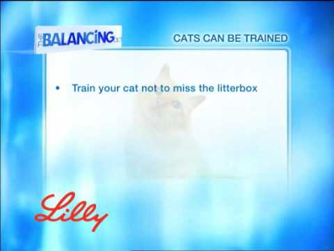 The Balancing Act Show 1156 - Lilly Companion