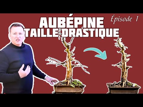 TAILLE DRASTIQUE SUR UNE AUBÉPINE ???? NEJIKAN BONSAI ????