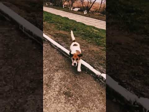 Jack-Russell-Terrier Welpe kaufen
