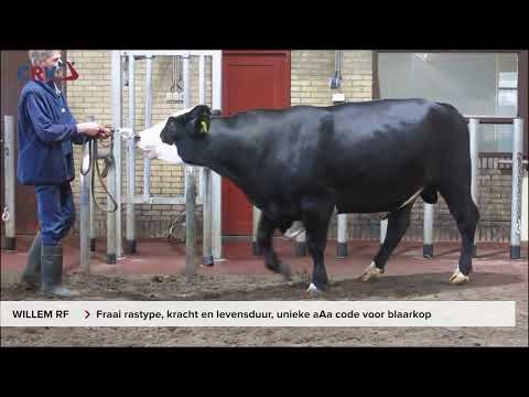 Willem RF