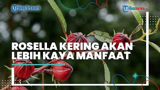 Hati-hati Rosella Bisa Mengandung Toxic, Ini Cara Mengolah untuk Dapatkan Senyawa Antioksidan Tinggi