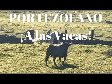 ⭐️PORTEZOLANO, Los sementales TOROS VICTORINOS que Echamos A LAS VACAS