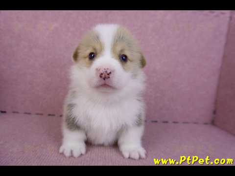 11/05雙色柯基犬公幼犬2號(桃園平鎮)