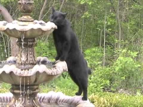 Tyrone at the Fountain
