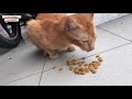 This Orange Cat Meow So LOUD