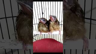 Download lagu Lolohan cucak Jenggot #burungcantik #burunglangka #burungpintar #duniabinatang #burungkicau#jenggot mp3