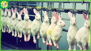 Rabbit Farm 🐇 How Farmers Raise Millions Of Rabbits - Modern Rabbit Meat Processing Factory