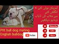 Pitt Bull Dog Little Female Mating Viral Viralvideo Dogs Mating
