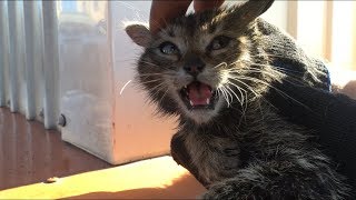 Как поймать диких котят на чердаке