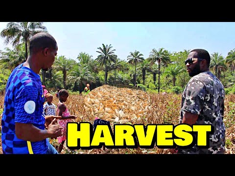 HARVESTING MAIZE At Triple-A Healthy Harvest Farm - 🇸🇱 Episode 3 - Farming In Sierra Leone