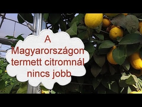 citrusfélék paraziták ellen