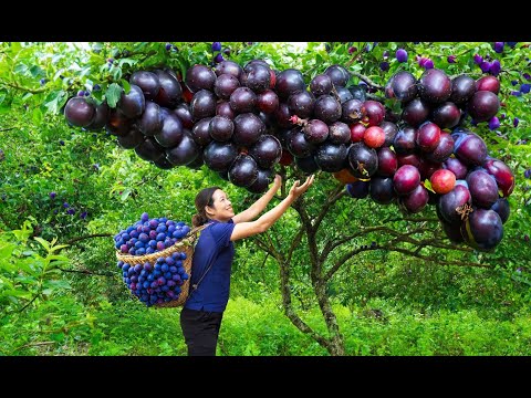 Picking Billions Of Plums In California - lost in a vast plum garden - magical country life