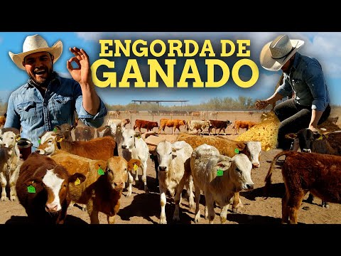 This is how cattle fattening works in Sonora 🐂 | Diets, Foods, and Control