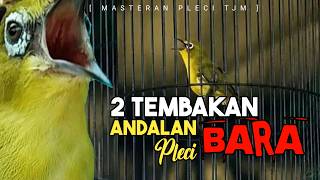 Download lagu 🔴 LIVE Masteran 125 Juta Pleci BARA Tembakan Mewah Pleci Terbaik Saat Ini  !! mp3