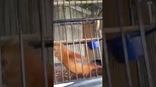 Download lagu Cucak Emas Gacor untuk Pancingan Suara Burung Macet Malas Agar Nyaut Bunyi dan Emosi mp3 Download lagu Cucak Emas Gacor untuk Pancingan Suara Burung Macet Malas Agar Nyaut Bunyi dan Emosi mp3