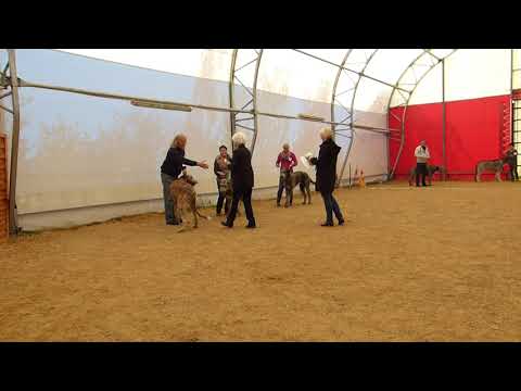 17.09.2017 Stuhr Rüden Jugendklasse