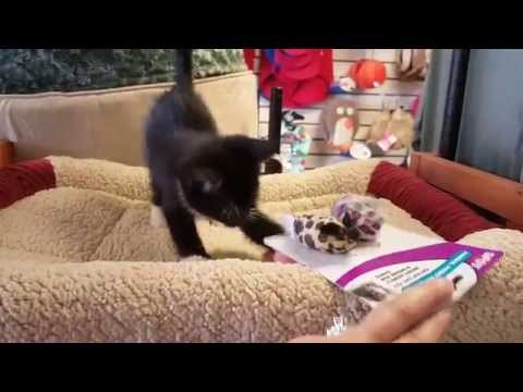 Zara a darling Gelico rescue cat who is up for adoption