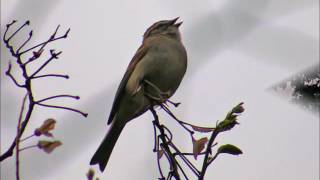 Sarah Jarosz - "Early Morning Light"
