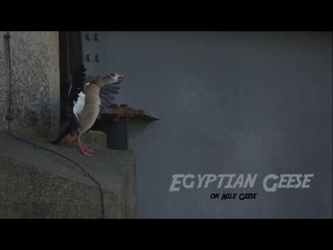Egyptian or Nile Geese  fighting for the best view on the bridge over the river IJssel