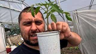 ОТ СЕМЕ ДО ГРАДИНА: КАК ПРАВИМ РАЗСАД И ПИКИРАМЕ ПРАВИЛНО? 🌿👩‍🌾