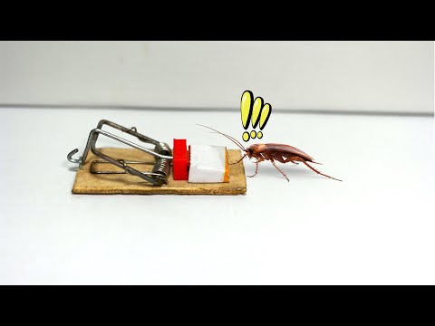 Mini MouseTrap build - Catch cockroaches