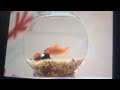Elmo S World The Bug Song