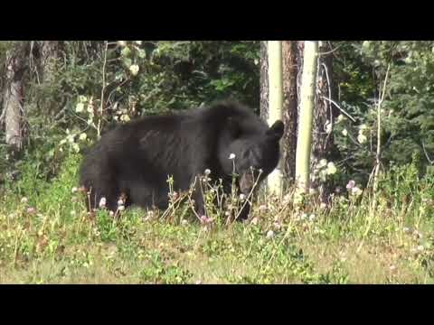 SX Bear Hunt Season Starts