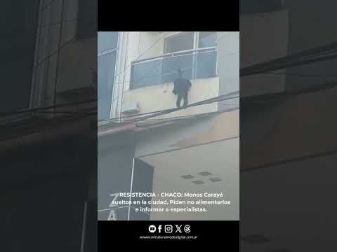 🐒 ¡CARAYÁ SUELTOS EN RESISTENCIA CHACO! 🐒​